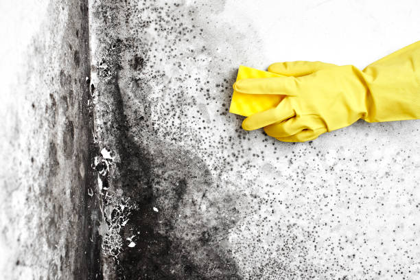 Best Post-Remediation Services in Grandview, OK