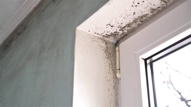 Best Black Mold Remediation in Grandview, OK