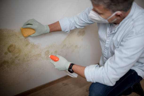 Best Post-Flood Mold Remediation in Grandview, OK