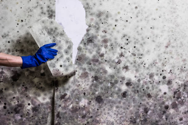 Best Health and Safety Mold Remediation in Grandview, OK